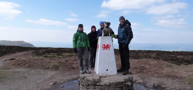 Toby the Schnauzer Takes on the Eastern Brecons 13th April 2019!